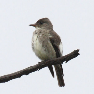 Moucherolle à côtés olives