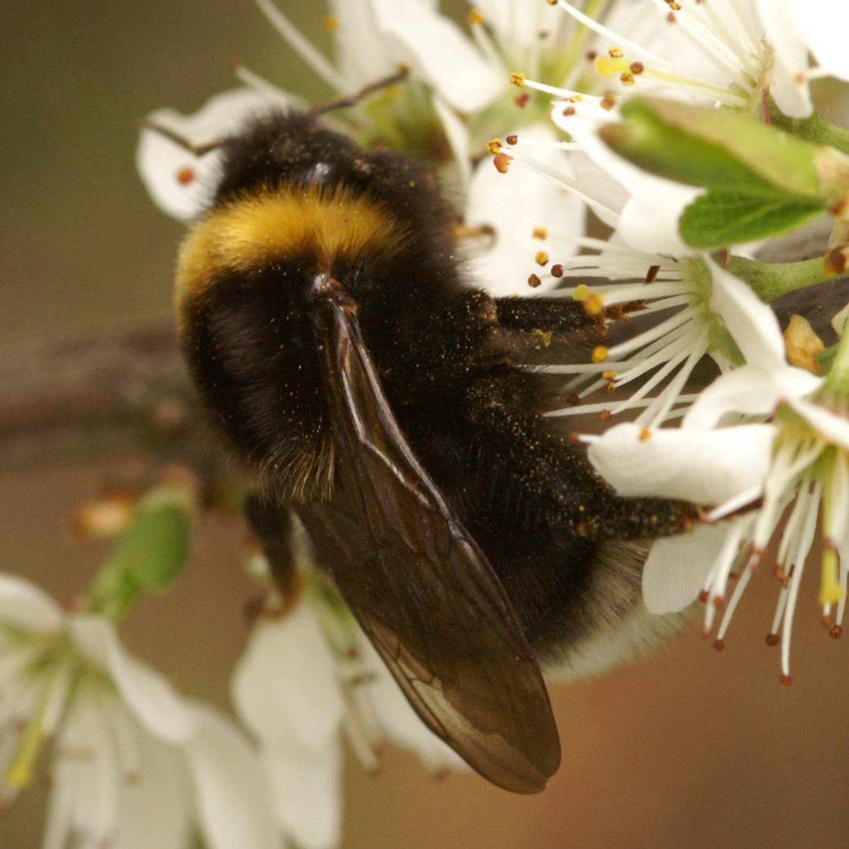 Gypsy Cuckoo Bumble Bee