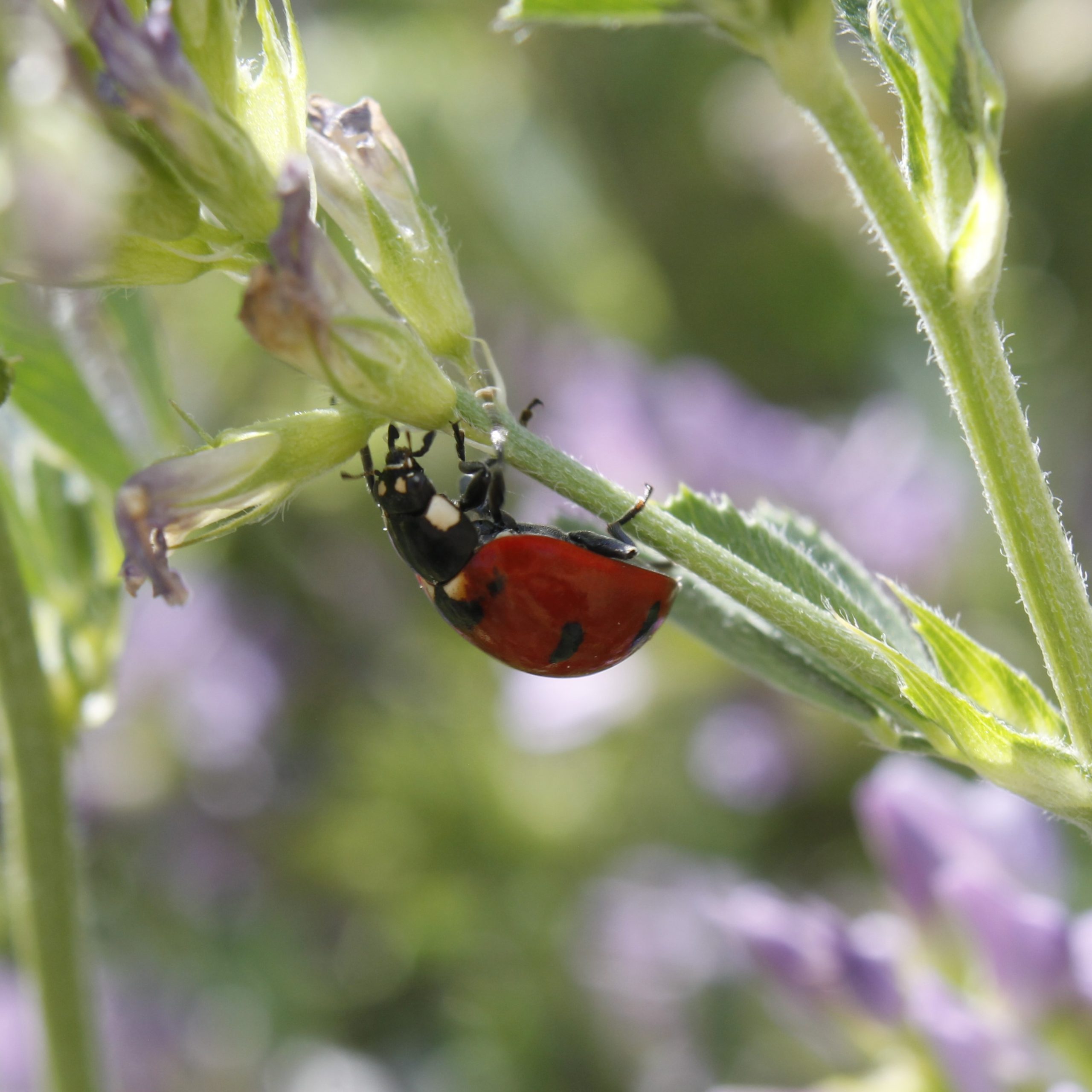 Transverse Lady Beetle