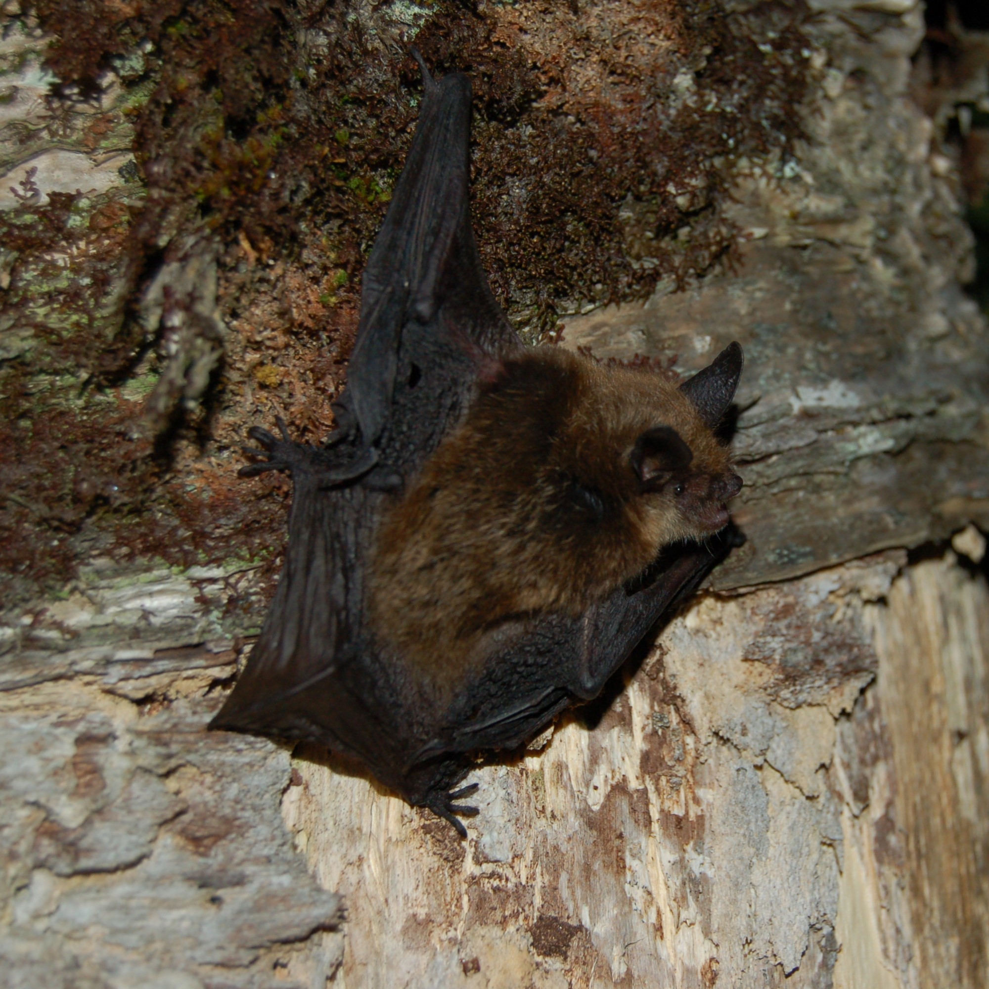 Vespertilion nordique