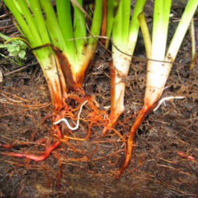 lachnanthe de Caroline