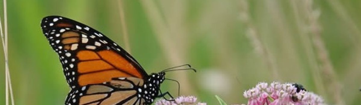 Milkweed & Monarch Monitoring