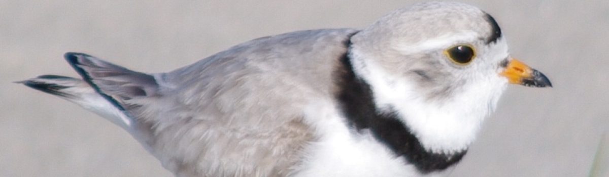 Piping Plover Conservation Program