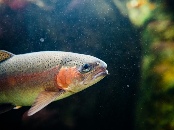 Close-up of a colorful rainbow trout swimming underwater, showcasing its vibrant patterns and natural habitat.