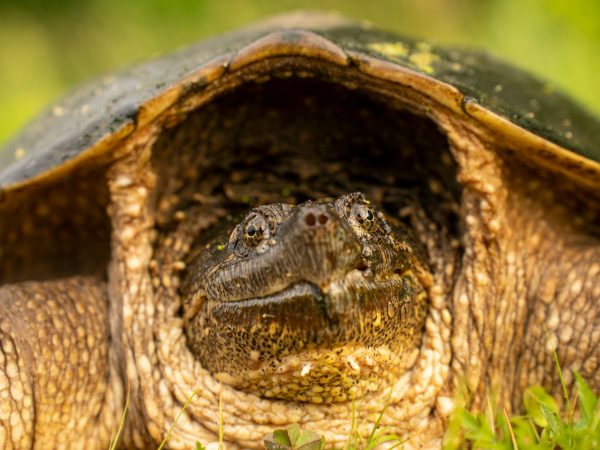 Detailed close-up of a Chelydra serpentina in natural habitat, showcasing its rugged texture and shell.