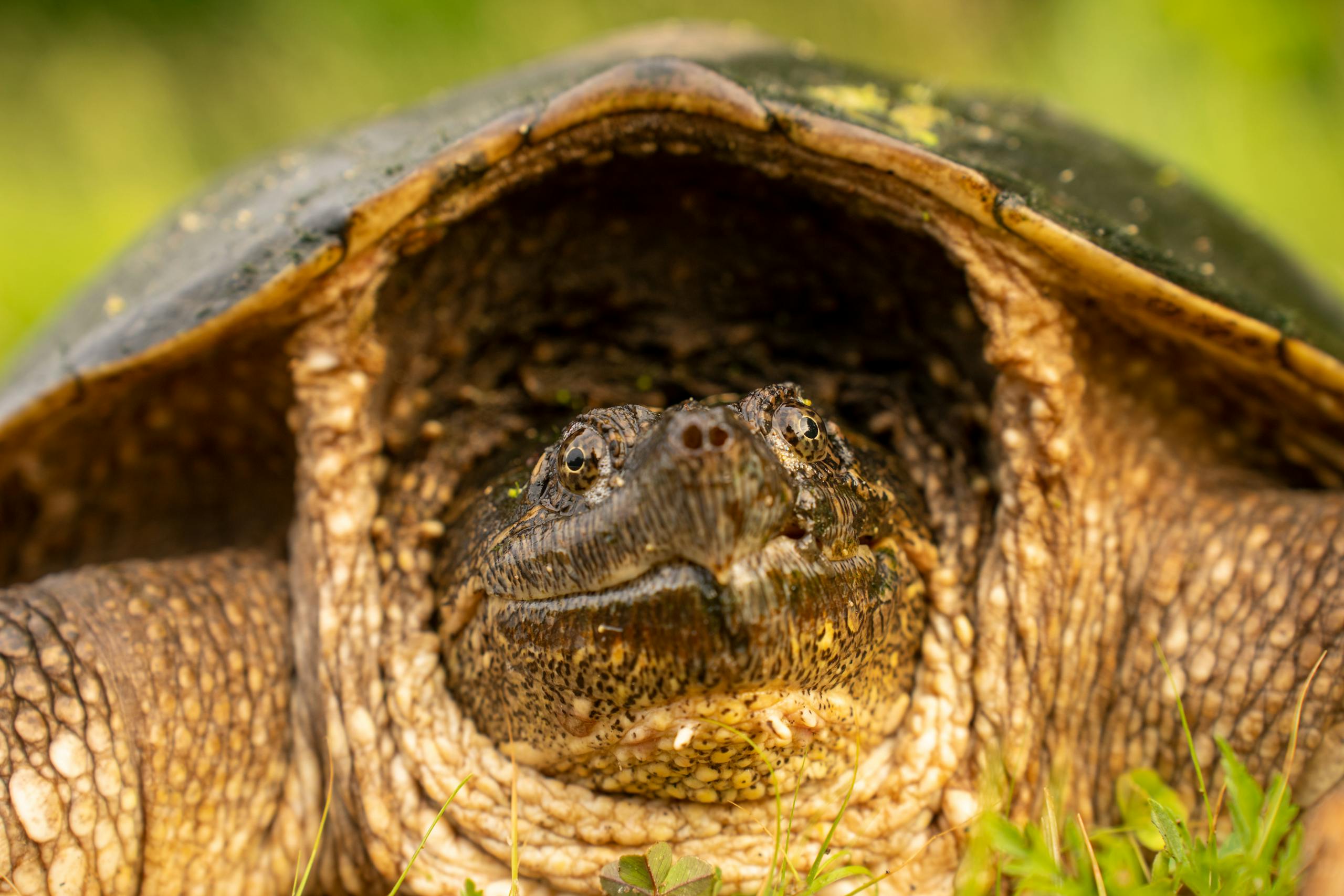 Detailed close-up of a Chelydra serpentina in natural habitat, showcasing its rugged texture and shell.